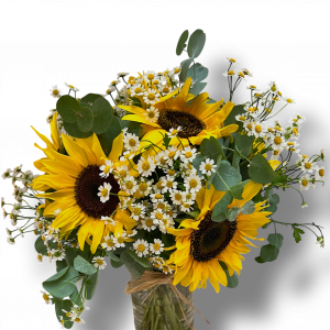 Sunshine Daisy- Boxed Arrangement (Seasonal)