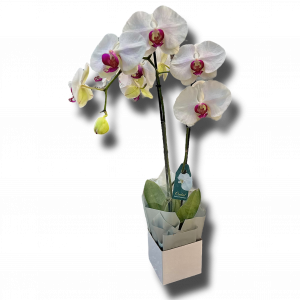 orchid-plant